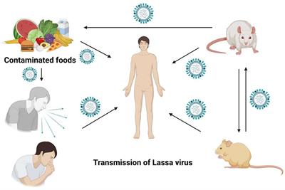 Development of a new drug candidate for the inhibition of Lassa virus glycoprotein and nucleoprotein by modification of evodiamine as promising therapeutic agents